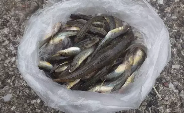 「潮干狩りとハゼ釣りの二刀流が楽しい　潮汐見極め一石二鳥【千葉】」の画像