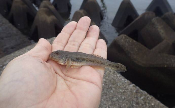 潮干狩りとハゼ釣りの二刀流が楽しい　潮汐見極め一石二鳥【千葉】