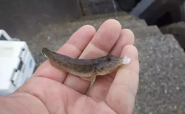 「潮干狩りとハゼ釣りの二刀流が楽しい　潮汐見極め一石二鳥【千葉】」の画像