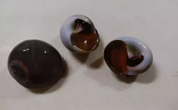 「潮干狩りとハゼ釣りの二刀流が楽しい　潮汐見極め一石二鳥【千葉】」の画像