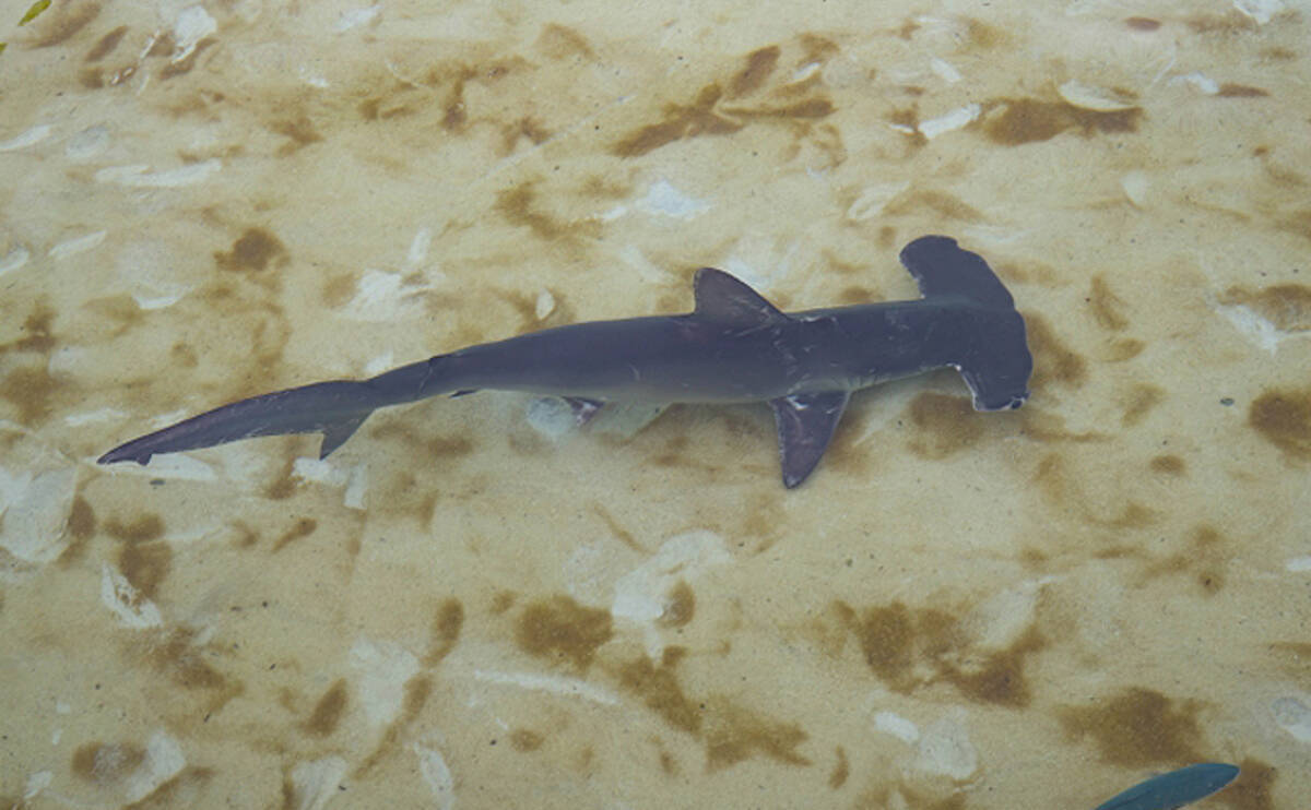 海水浴場近くにシュモクザメが出現 危険だけどユニークな生態とは 21年8月6日 エキサイトニュース