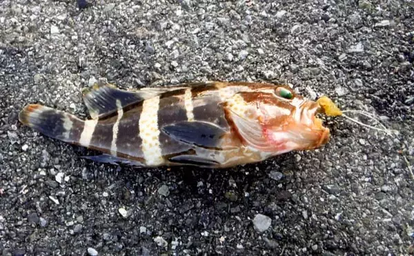 「堤防ちょい投げキス釣り　多彩なゲスト交え本命6匹【静岡・清水港】」の画像