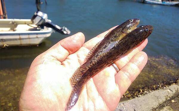 ミャク釣りで14 5cm頭にハゼ36尾 大きめ針で良型狙い 千葉 行徳港 21年8月17日 エキサイトニュース