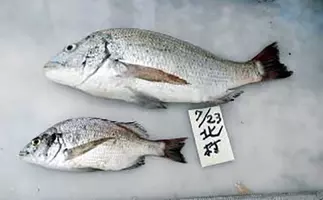19秋 大阪湾チヌ落とし込み釣り最新情報 まきエサから離れよう 19年9月26日 エキサイトニュース