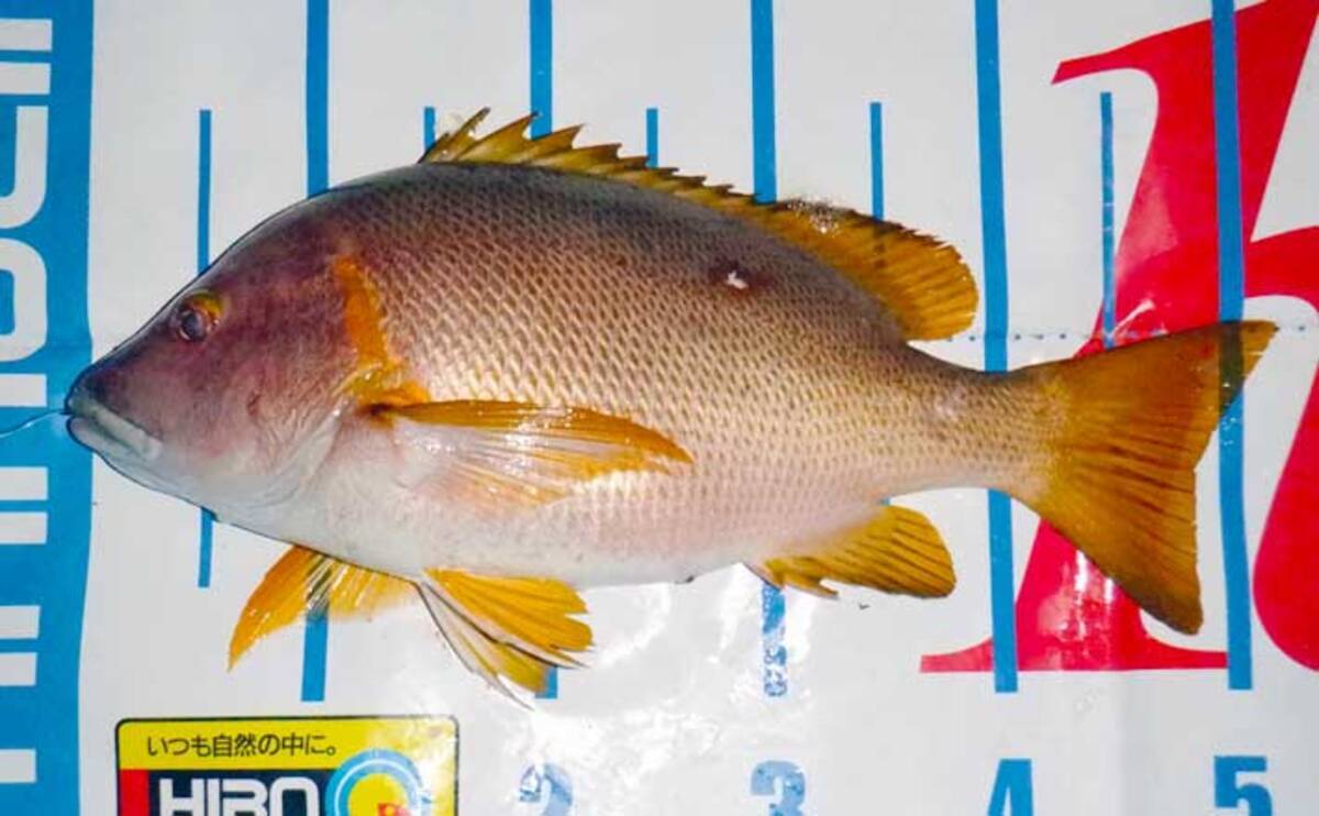 夜の沖磯 ブッ込み釣り で53cm頭にシブダイ連打に満足 鹿児島 21年8月16日 エキサイトニュース 2 3