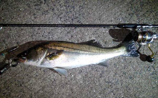 シーバスゲームで60cm本命 ルアー選択はフック刺さり具合で判断する 21年8月17日 エキサイトニュース