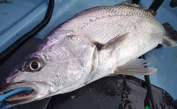 「カヤックフィッシングの『今と未来』　西伊豆のモデルケースとは？」の画像