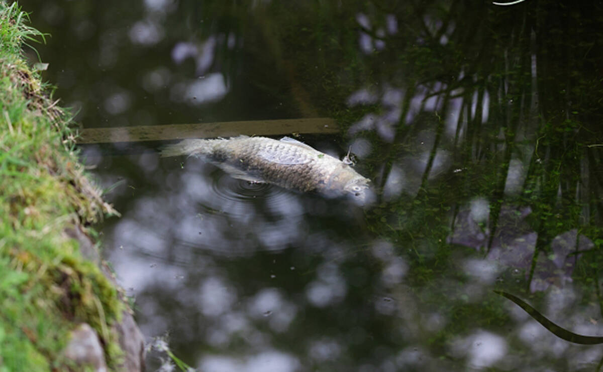 度々起こる魚の 夏の大量死 の原因は 有害物質の検出はナシ 21年8月21日 エキサイトニュース