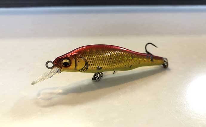 今さら聞けないシーバスゲームのキホン：夏の「イナッコパターン」攻略法