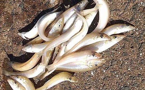 投げキス釣りが最盛期へ 短時間釣行で本命24尾手中 福岡 芦屋漁港 21年8月19日 エキサイトニュース