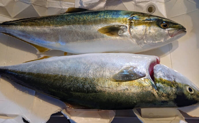 北海道の魚はサケ は今は昔 温暖化で新しい魚種に目を向ける動き 21年8月27日 エキサイトニュース