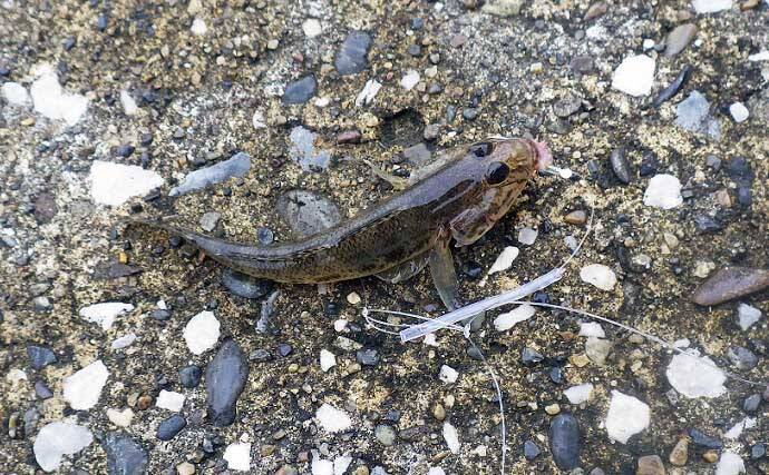 東京湾奥で美味なゲスト魚 ギマ 増殖中 ちょい投げ釣りでご対面 21年8月28日 エキサイトニュース 3 4