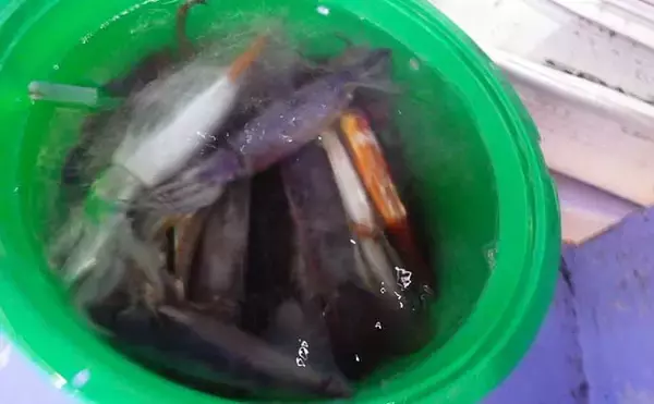 「常磐沖で「夜イカ釣り」スタート　荒れた海でも柔軟な竿＆タダ巻きで好釣」の画像