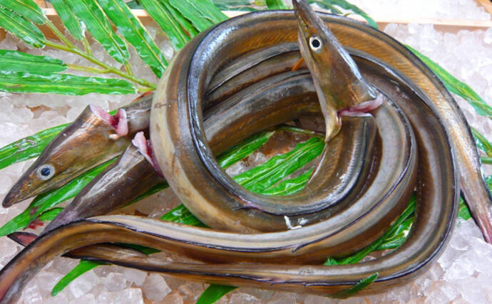 夏が旬の『ハモ』の生態　刺身で食べない理由は血液に含まれる毒？