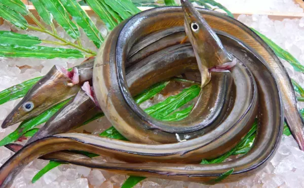 「夏が旬の『ハモ』の生態　刺身で食べない理由は血液に含まれる毒？」の画像