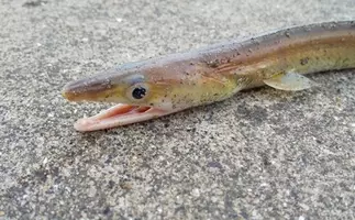 夏が旬の ホッケ のちょっと変わった生態 回遊魚から根魚に変化 年6月27日 エキサイトニュース