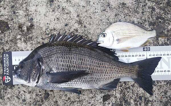 堤防でのフカセクロダイ釣りで本命44cm 好ゲストにシマアジも多数手中 21年9月2日 エキサイトニュース 堤防でのフカセクロダイ釣りで本命44cm 好ゲストにシマアジも多数手中 21年9月2日 エキサイトニュース