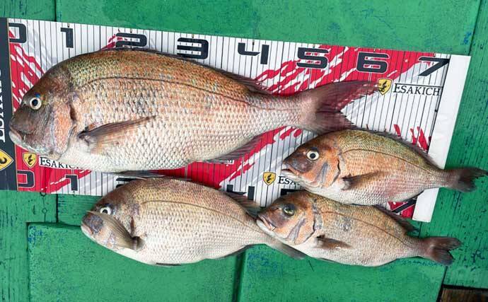 【愛知・三重】イカダ＆海上釣堀最新釣果　カカリ釣りで62cm良型マダイ