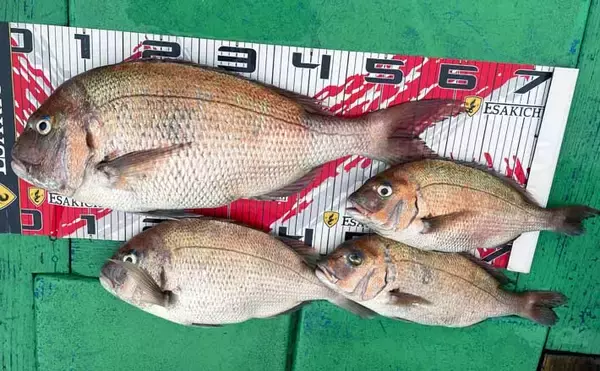 【愛知・三重】イカダ＆海上釣堀最新釣果　カカリ釣りで62cm良型マダイ