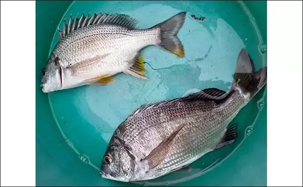 「【愛知・三重】イカダ＆海上釣堀最新釣果　カカリ釣りで62cm良型マダイ」の画像