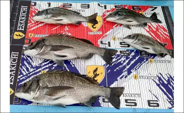 「【愛知・三重】イカダ＆海上釣堀最新釣果　カカリ釣りで62cm良型マダイ」の画像