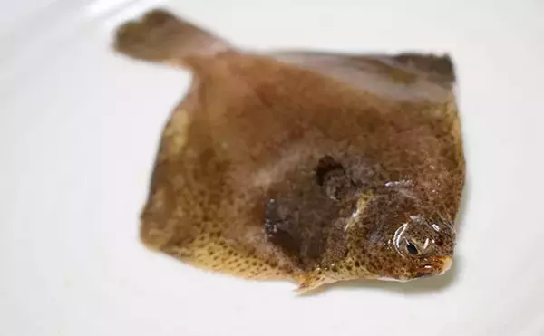 「関西では高級魚でも関東では知名度なし？　今が旬の「メイタガレイ」」の画像