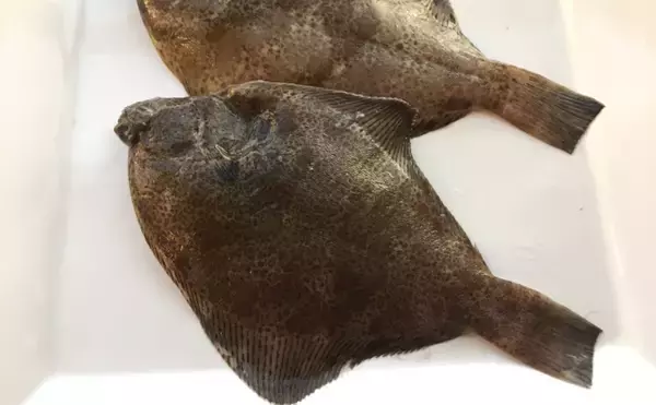 関西では高級魚でも関東では知名度なし？　今が旬の「メイタガレイ」