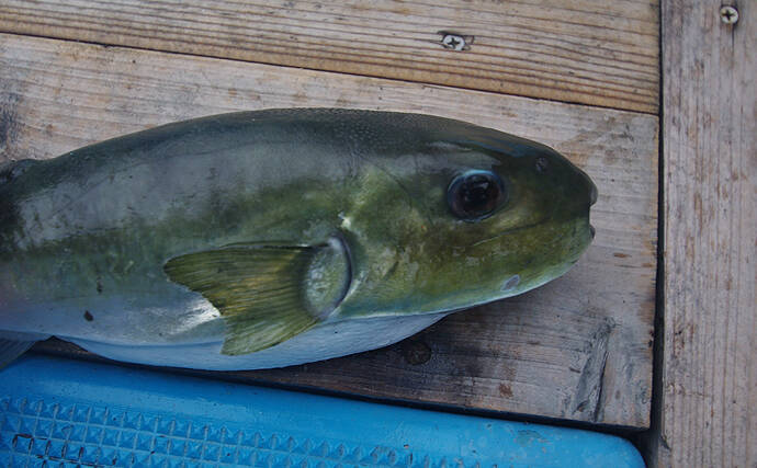 スーパーの小アジパックに毒フグが混入 もし食べてしまっていたら 21年9月10日 エキサイトニュース 2 2 スーパーの小アジパックに毒フグが混入 もし食べてしまっていたら 21年9月10日 エキサイトニュース 2 2