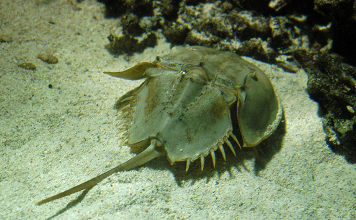 コロナワクチン需要が増大すると カブトガニ が積極放流されるワケ 21年9月10日 エキサイトニュース