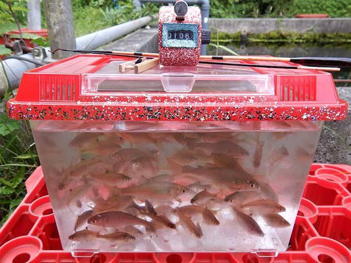 管理釣り場のタナゴ釣りで100尾超え 決め手は時合い逃さぬ 極小エサ 21年9月7日 エキサイトニュース 3 3