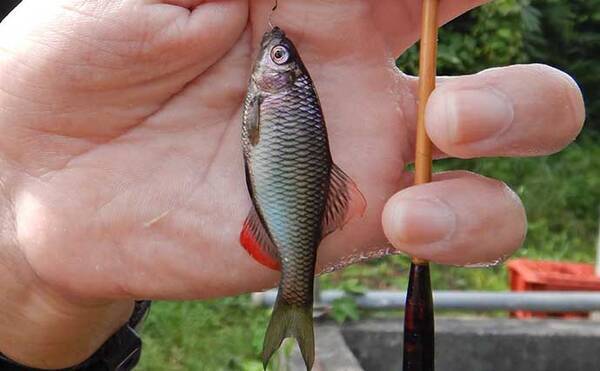 管理釣り場のタナゴ釣りで100尾超え 決め手は時合い逃さぬ 極小エサ 21年9月7日 エキサイトニュース