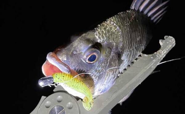 今さら聞けないライトブリームゲームのキホン 必携ルアー種類とは 21年9月9日 エキサイトニュース