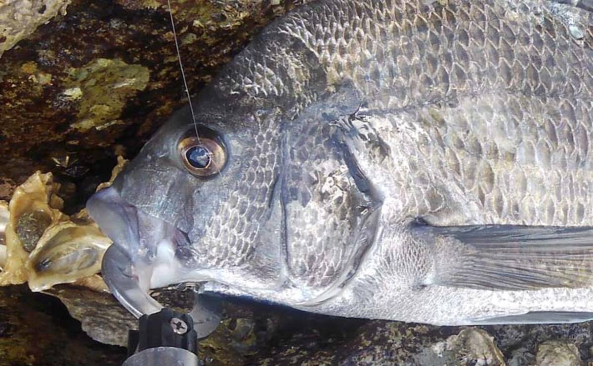 トップチニング で本命5尾手中 メバリングロッド流用で引き堪能 21年9月11日 エキサイトニュース トップチニング で本命5尾手中 メバリングロッド流用で引き堪能 21年9月11日 エキサイトニュース