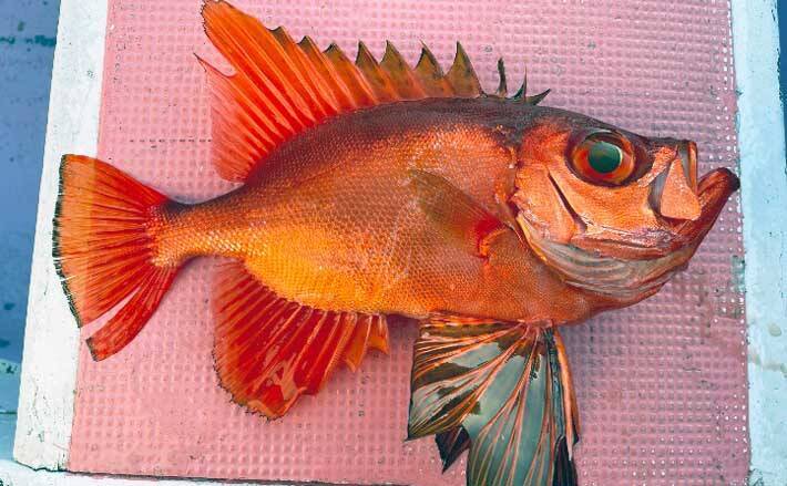 キントキダイ 釣りで本命19匹 特エサ はまさかの青色アナゴ 21年9月10日 エキサイトニュース