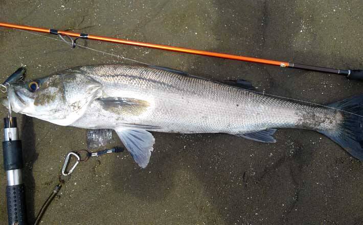 波止のトップゲームでチヌ連発 ベイトの動き読み70cm級シーバスも手中 21年9月10日 エキサイトニュース 波止のトップゲームでチヌ連発 ベイトの動き読み70cm級シーバスも手中 21年9月10日 エキサイトニュース