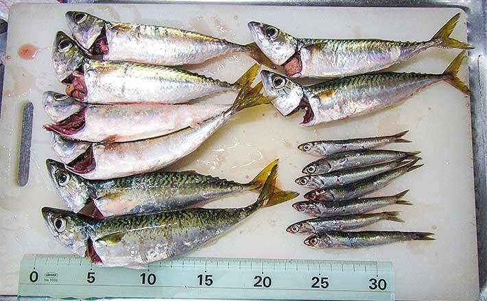海釣り公園でファミリーフィッシング サビキ釣りでサバ イワシ手中 21年9月19日 エキサイトニュース 海釣り公園でファミリーフィッシング サビキ釣りでサバ イワシ手中 21年9月19日 エキサイトニュース