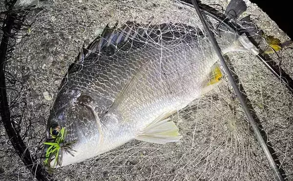 「『ライトブリーム』ゲームでチヌ2尾　最終手段の「スモラバ」にヒット」の画像