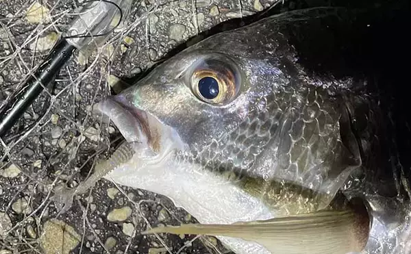 「2021シーズン終盤の「ライトブリーム（フィネスチニング）」を振り返る」の画像