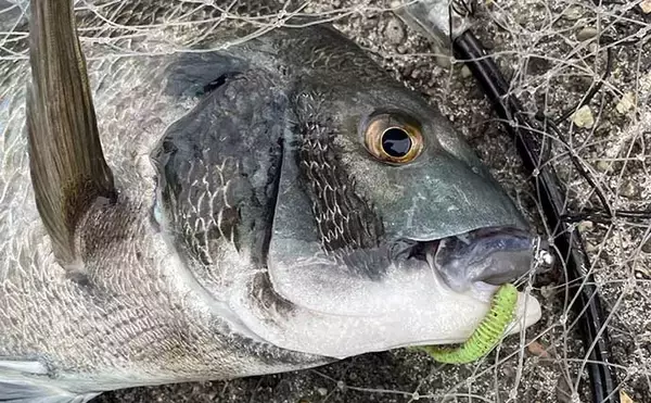 「2021シーズン終盤の「ライトブリーム（フィネスチニング）」を振り返る」の画像
