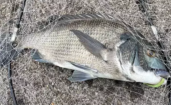 2021シーズン終盤の「ライトブリーム（フィネスチニング）」を振り返る