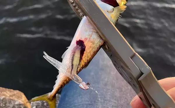 「2021シーズン終盤の「ライトブリーム（フィネスチニング）」を振り返る」の画像