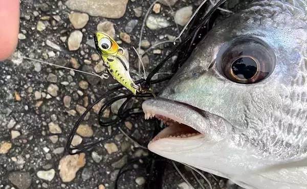 「2021シーズン終盤の「ライトブリーム（フィネスチニング）」を振り返る」の画像