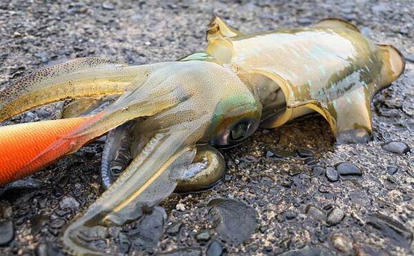 つまずく 塗抹 被害者 イカ 釣り に 必要 な 道具 文芸 きちんとした デコラティブ