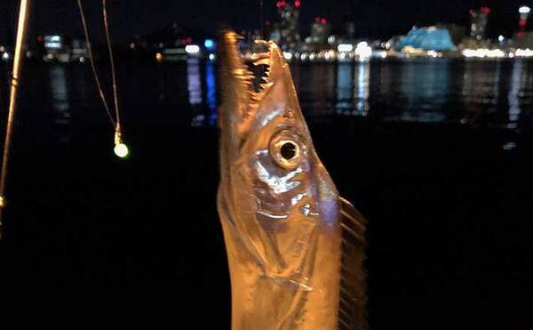 関西エリア 陸っぱりタチウオ 超入門 代表的なエサ釣り2種とは 21年9月17日 エキサイトニュース