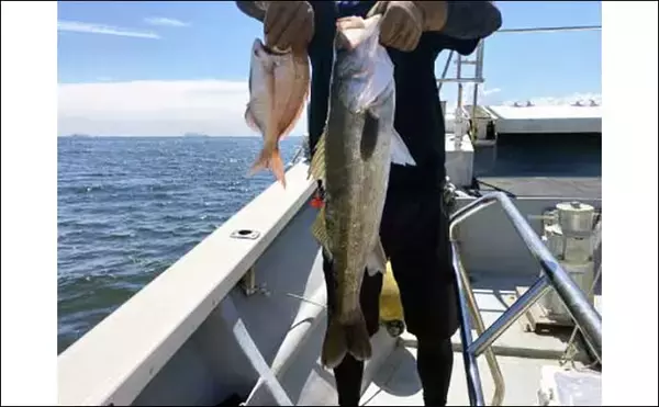 「【三重・愛知】沖のルアー最新釣果　ジギングでブリにSLJでシロアマダイ」の画像