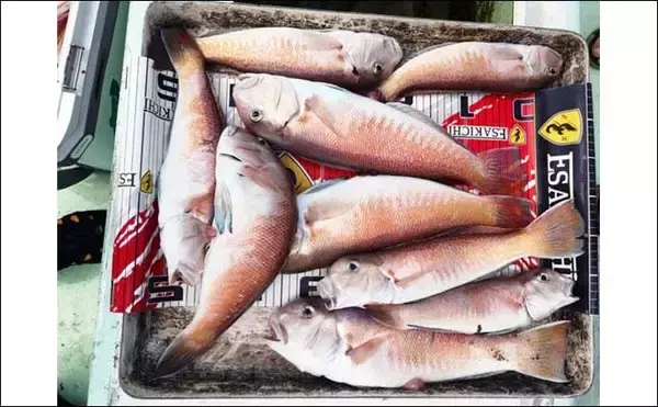 「【三重・愛知】沖のルアー最新釣果　ジギングでブリにSLJでシロアマダイ」の画像