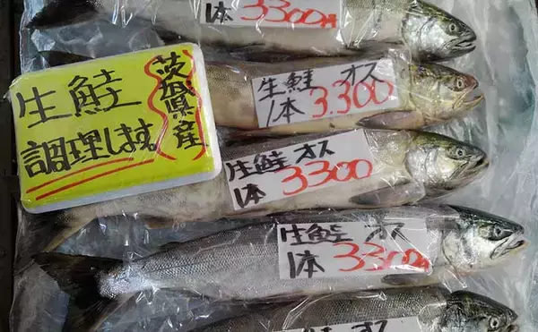 「意外と知らない『茨城県の鮭』事情　実は太平洋側名産地の南限だった？」の画像
