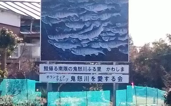 「意外と知らない『茨城県の鮭』事情　実は太平洋側名産地の南限だった？」の画像