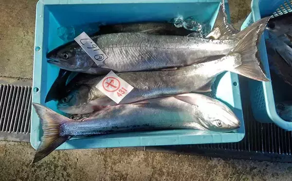 「意外と知らない『茨城県の鮭』事情　実は太平洋側名産地の南限だった？」の画像