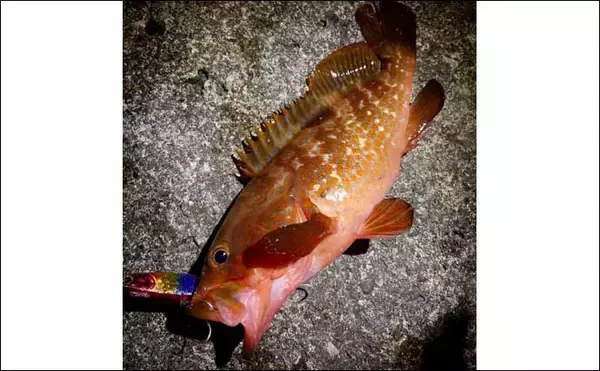 「身近な高級魚「キジハタ」の放流事業が実施　個体数は関東でも増化傾向」の画像